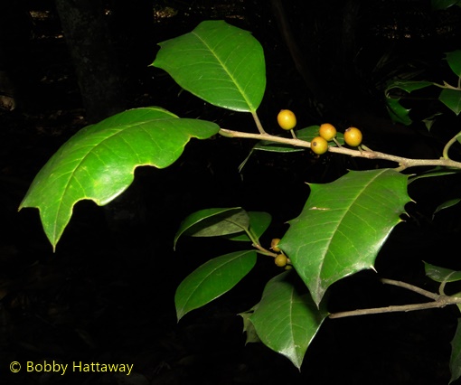 {Ilex opaca}